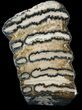 Polished Mammoth Molar Section - North Sea Deposits #44107-1